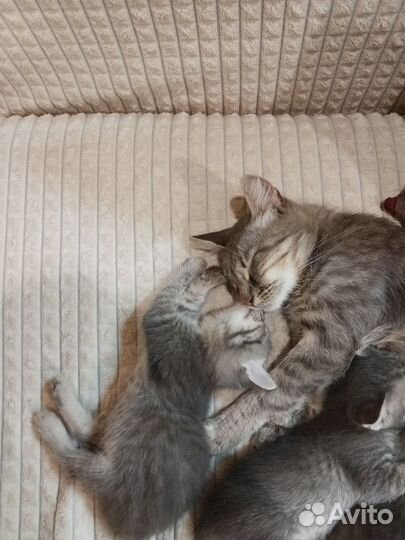 Кошки в добрые руки бесплатно