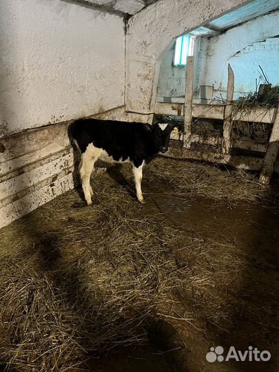 С/х животные