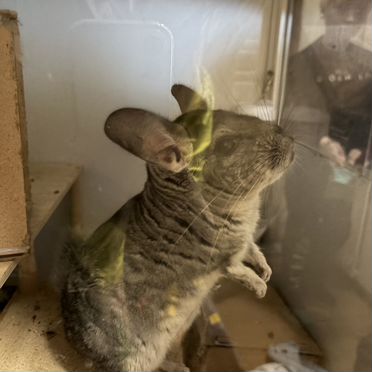 Шиншилла мальчик 1.5 года