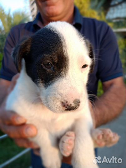 Мальчик в добрые руки отдам бесплатно