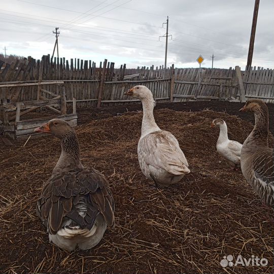 Гусыни-няньки