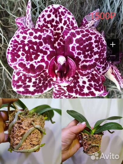 Орхидея Микс, комнатные растения