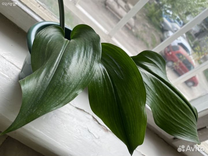Эухарис амазонская лилия