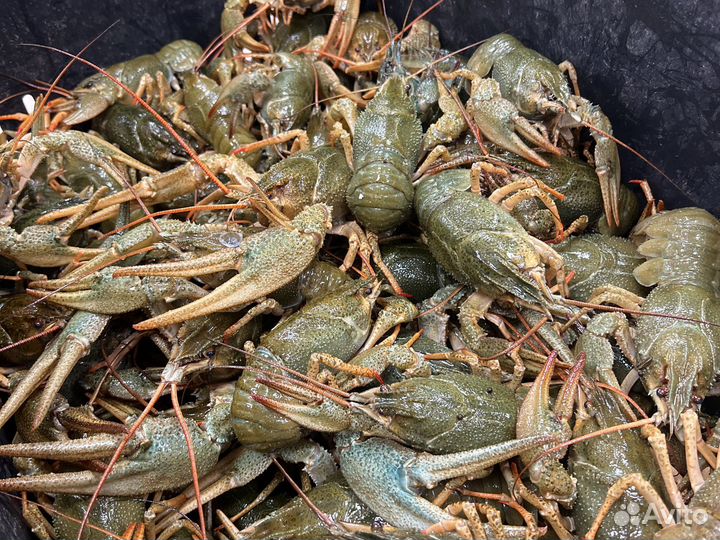 Раки живые
