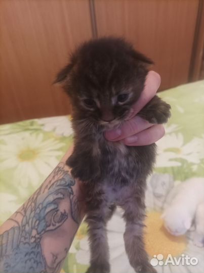 Котята мейн-кун