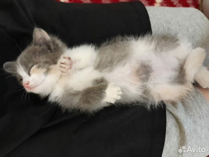 Котенок бесплатно