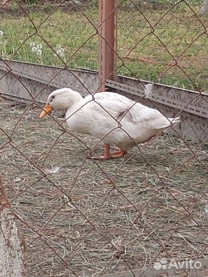 Мясо домашней птицы