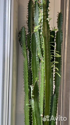 Молочай трехгранный (Эуфорбия)