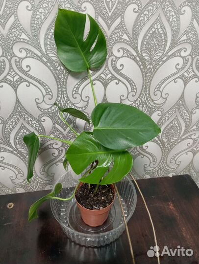 Комнатные растения. Монстера