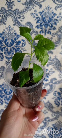 Комнатные цветы, разные