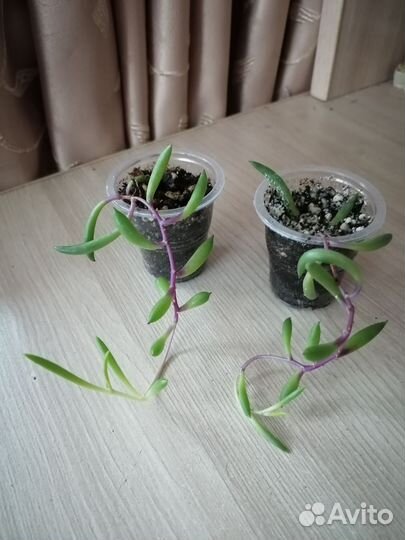 Оттона мясистая / рубиновое ожерелье