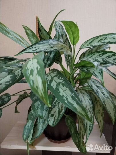 Цветы домашние в горшках