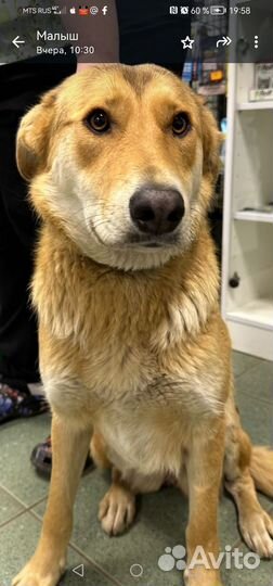 Собака в добрые руки