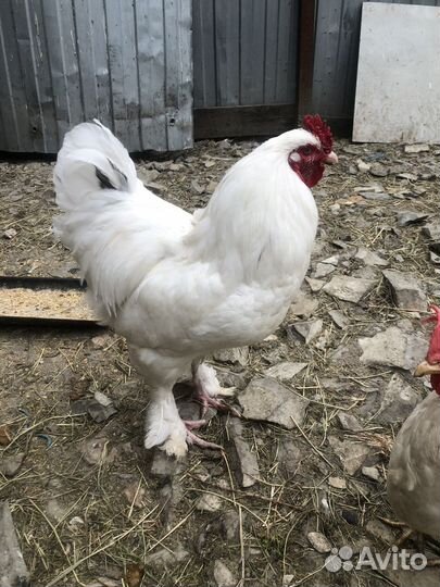 Петух брама