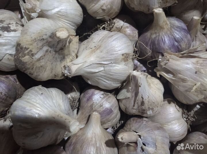 Чеснок