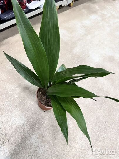 Аспидистра Элатиор