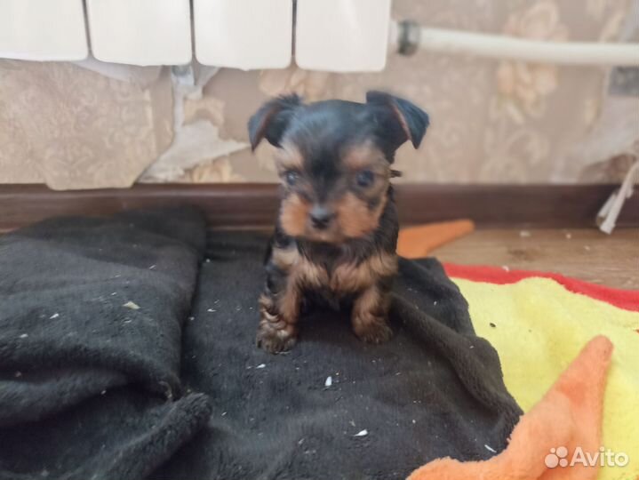 Йоркширский терьер мини беби фейс щенки