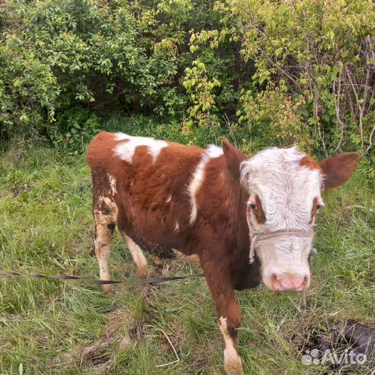 Бычки симменталы годовых