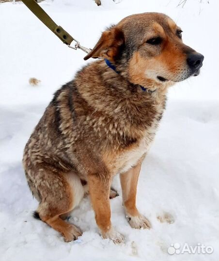Забери меня с отлова