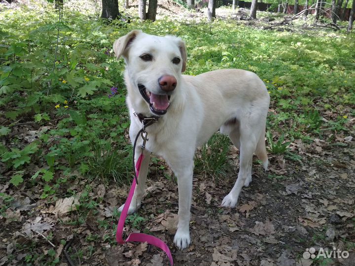 Молодой пёс в добрые руки