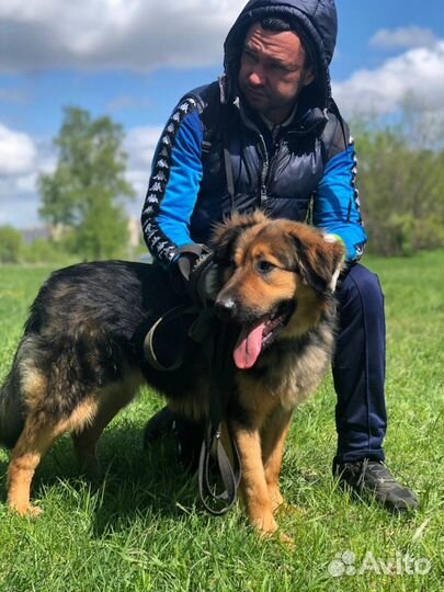 Собака в добрые руки