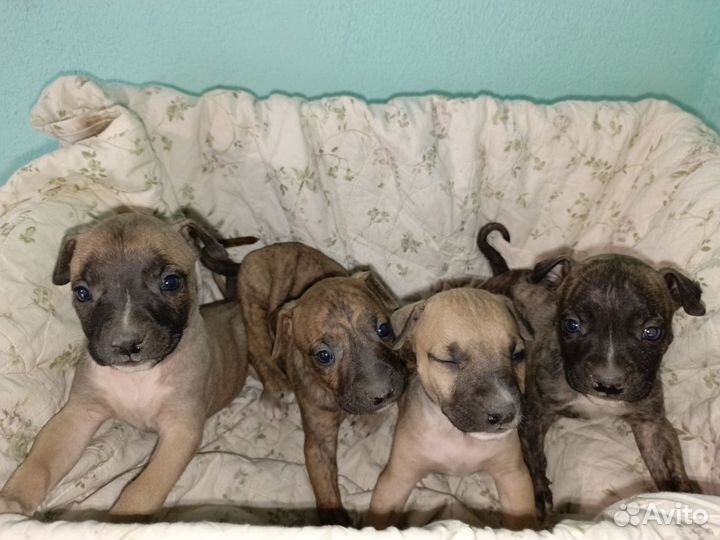 Шенята Стафа