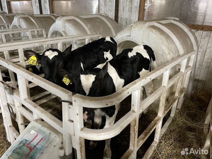 Бычки и тёлки