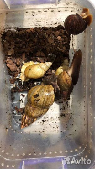 Улитки ахатины