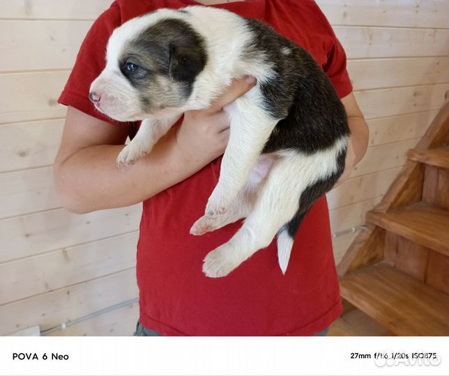 Собака алабай щенки сао абориген помесь