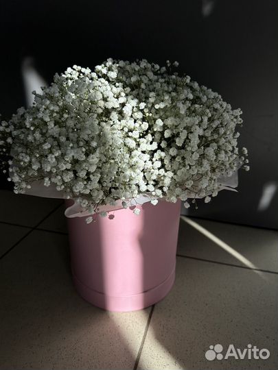 Гипсофила в коробке