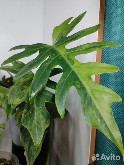 Филодендроны разные