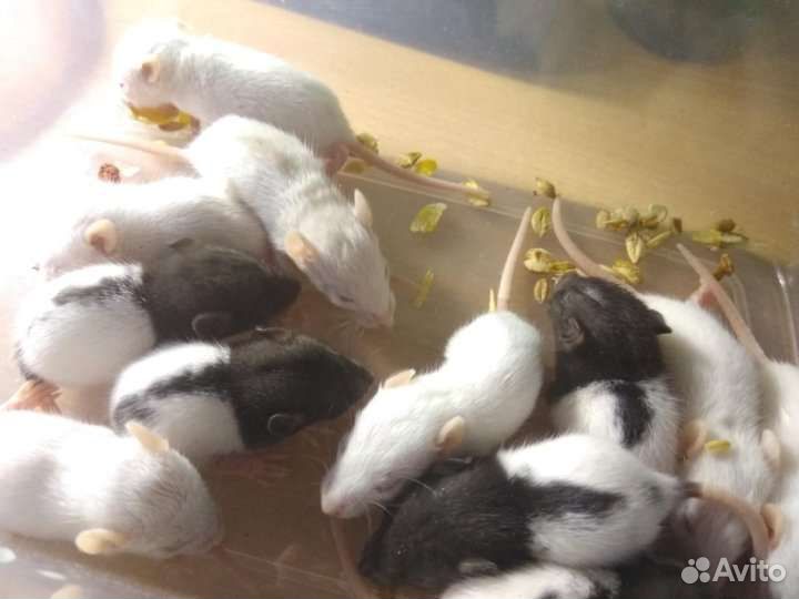 Декоративные крысята