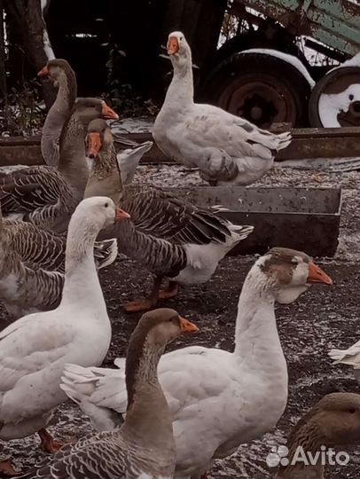 Гусьи Холмогоры и помес Линда и крупный серый