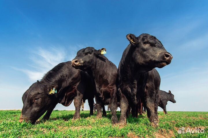 Абердин ангус телки