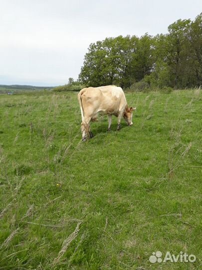 Корова дойная