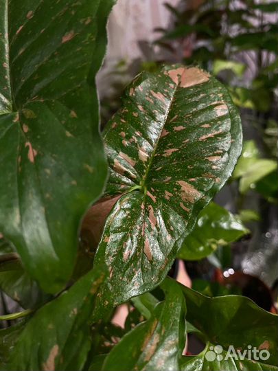 Сингониум panda