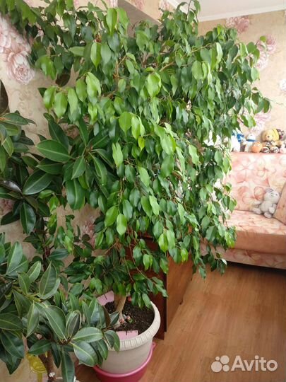 Фикус бенджамина большой