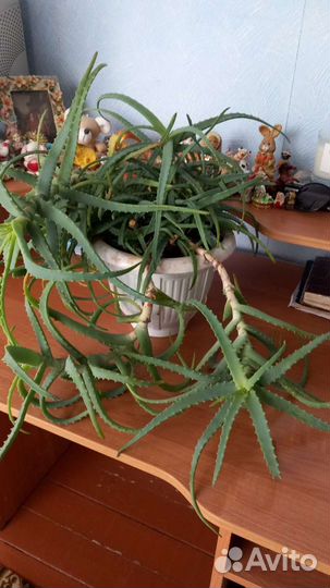 Алоэ лечебный