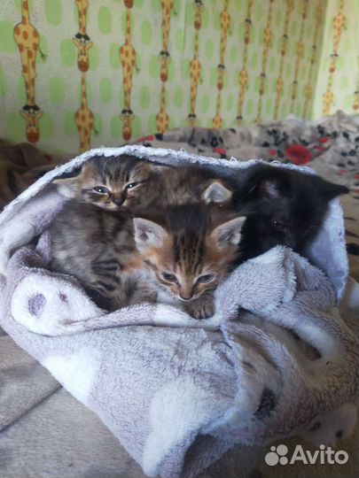 Кошка