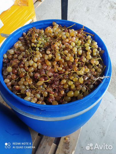 Продам виноград винных сортов