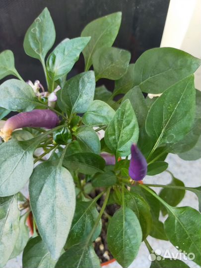 Кротон,пеперомия,эсхинатус,дек.перец