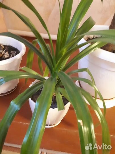 Продаю комнатные цветы и клубни георгин