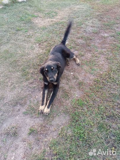 Собаки бесплатно в добрые руки