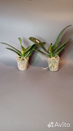 Орхидея Phal. Leco Fantastic 'Ll045-2' 2,5