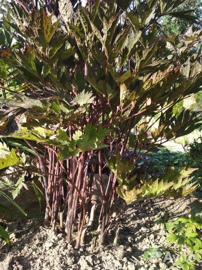 Цимицифуга, а если проще - Клопогон