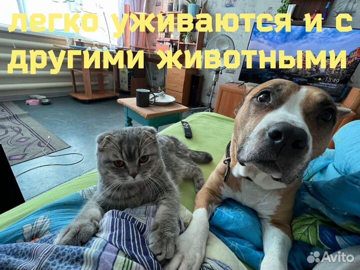 Шотландская