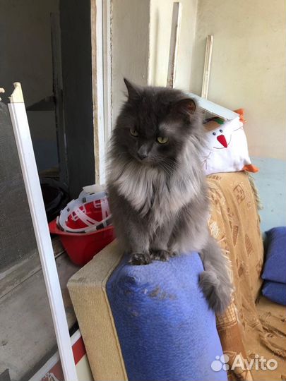 Котик в добрые руки