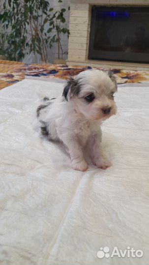 Мальтийская болонка