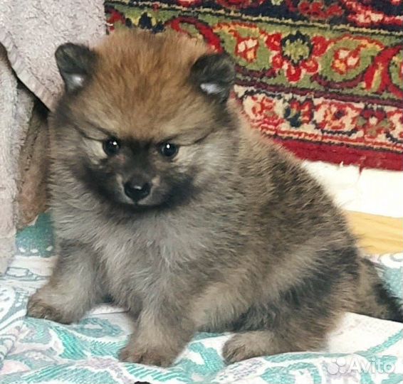 Померанский шпиц