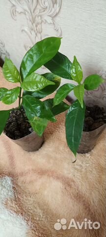 Уайтфельдия